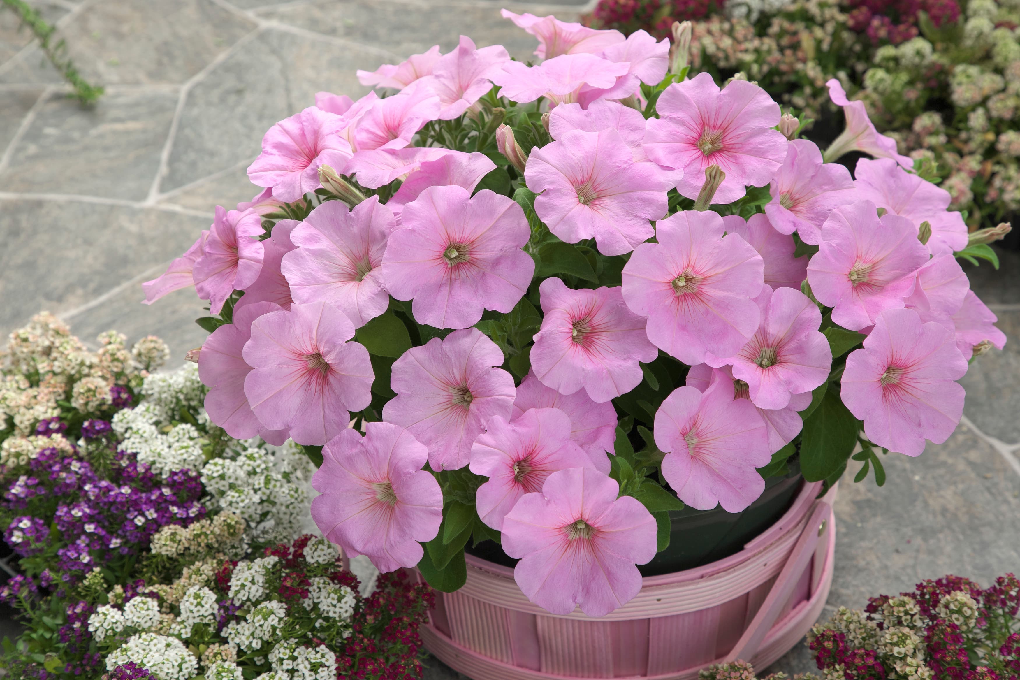 Flowering plant showcase