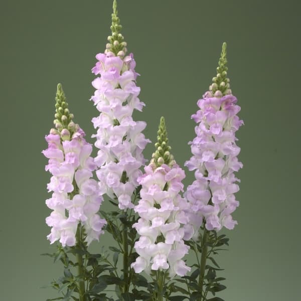 Flowering plant showcase