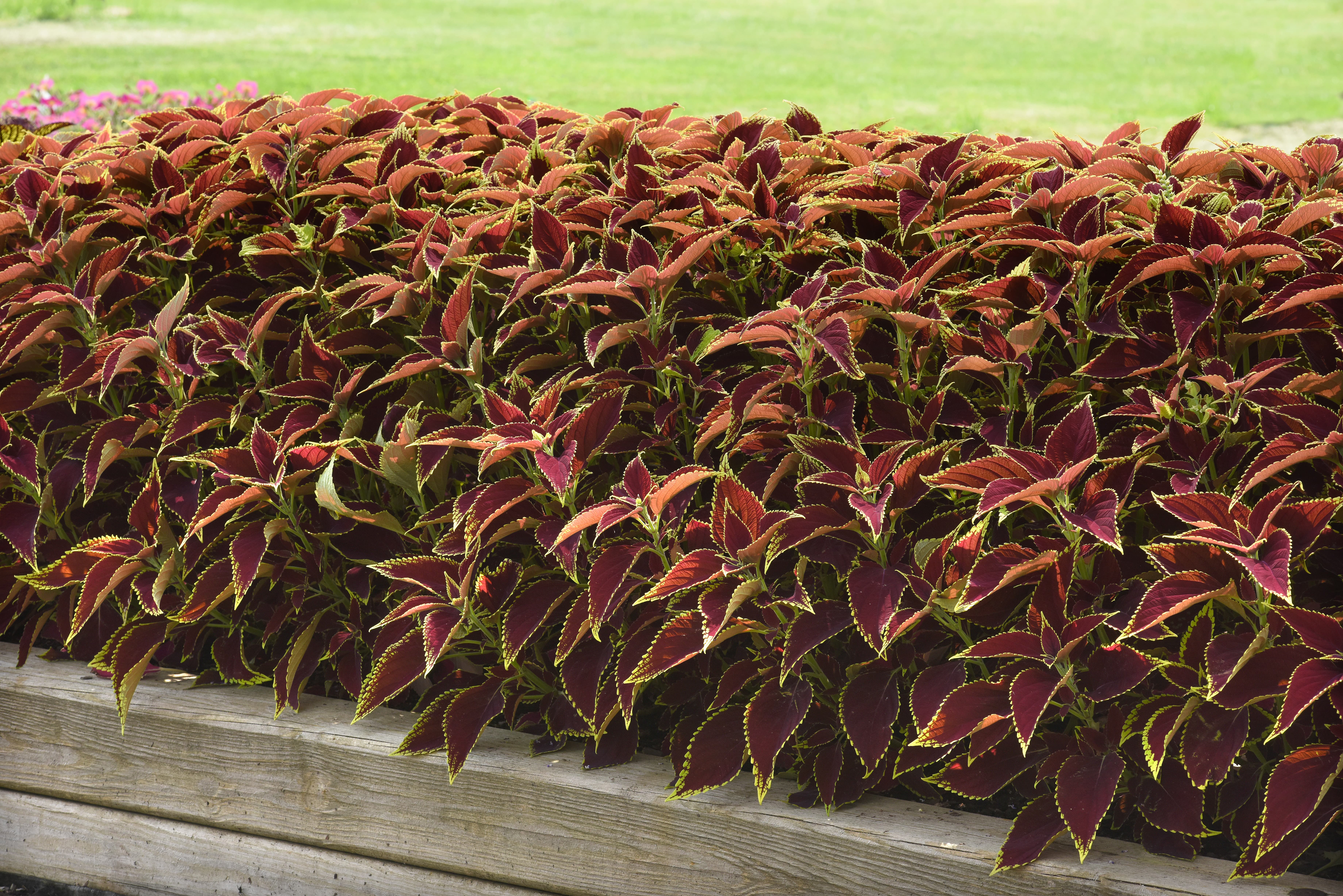 Flowering plant showcase